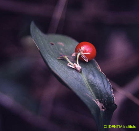Ruscus hypophyllum(2)