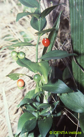 Ruscus hypophyllum