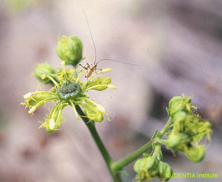Ruta angustifolia(2)