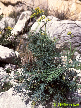 Ruta angustifolia
