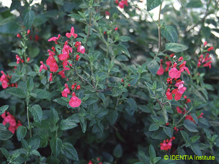 Salvia microphylla