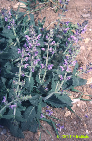 Salvia verbenaca