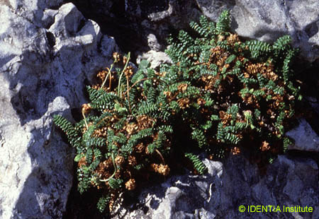 Sanguisorba ancistroides