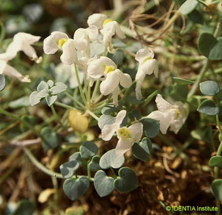 Sarcocapnos saetabensis