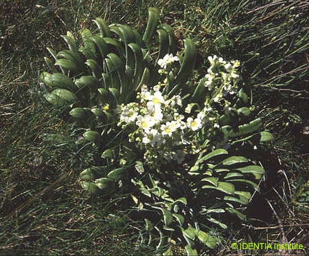 Saxifraga longifolia