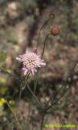 Scabiosa atropurpurea