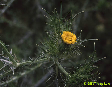 Scolymus maculatus