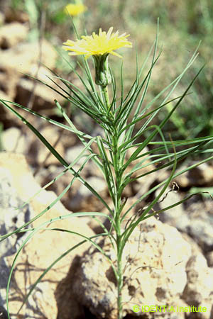 Scorzonera graminifolia
