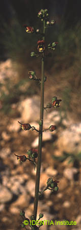 Scrophularia tanacetifolia