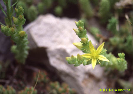 Sedum acre