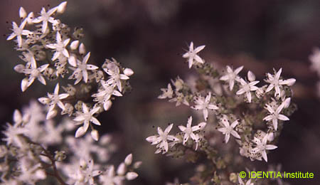 Sedum album(2(