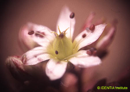 Sedum dasyphyllum(2)