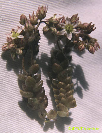Sedum dasyphyllum(3)