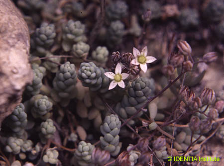 Sedum dasyphyllum(4)