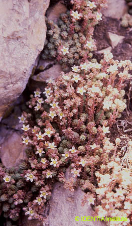 Sedum dasyphyllum