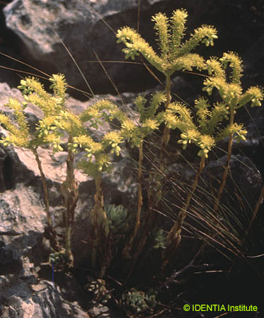 Sedum sediforme