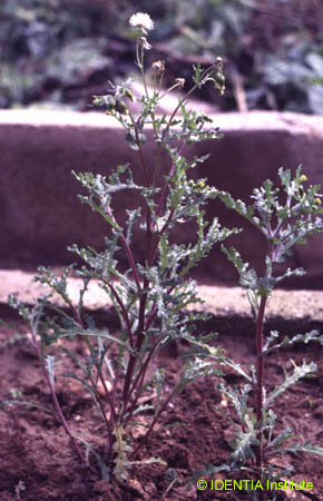 Senecio vulgaris