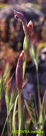 Serapias parviflora