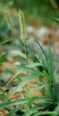 Setaria verticillata