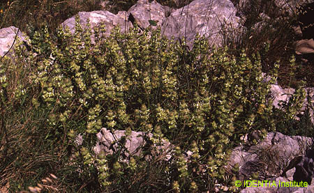Sideritis dianica(2)