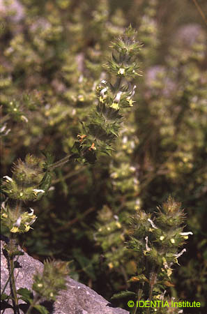 Sideritis dianica(3)