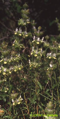 Sideritis dianica(4)