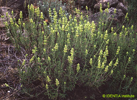 Sideritis tragoriganum