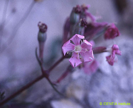 Silene hifacensis(2)