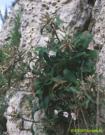 Silene hifacensis(3)