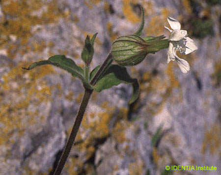 Silene latifolia(2)
