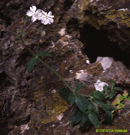 Silene latifolia