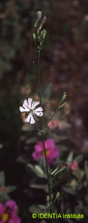 Silene mellifera(2)