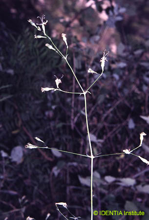 Silene mellifera