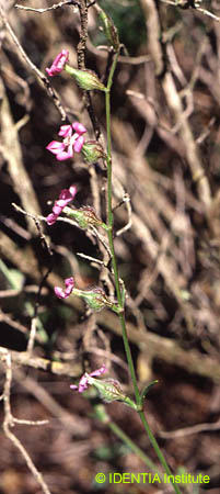 Silene sclerocarpa