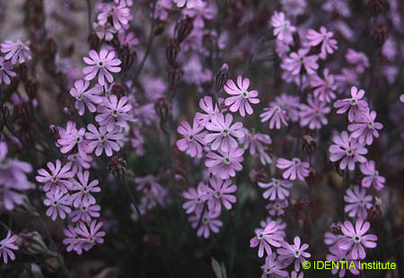 Silene secundiflora(2)