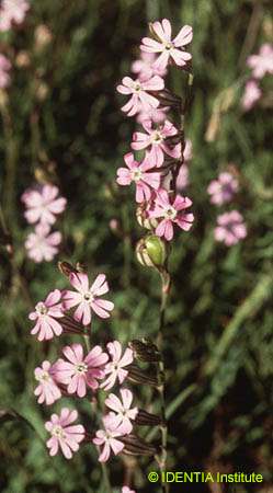 Silene secundiflora