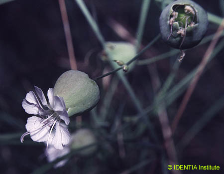 Silene vulgaris