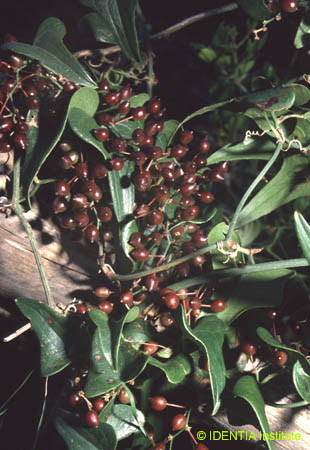 Smilax aspera