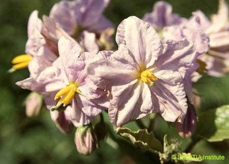 Solanum bonariense(2)
