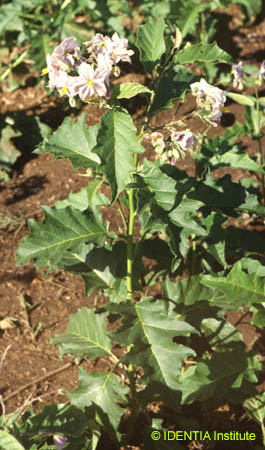 Solanum bonariense