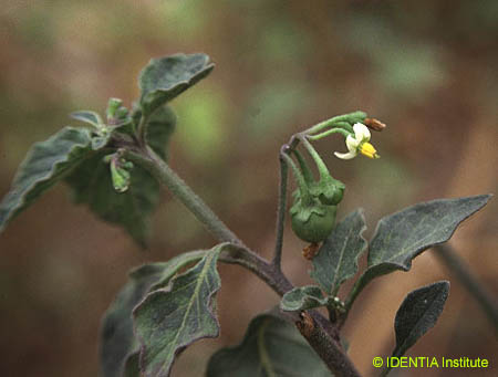 Solanum nigrum