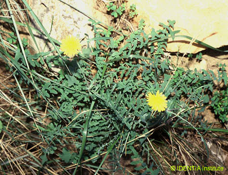 Sonchus tenerrimus