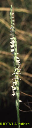 Spiranthes spiralis(2)