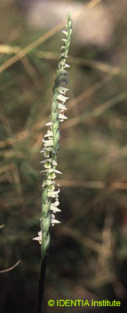 Spiranthes spiralis(3)