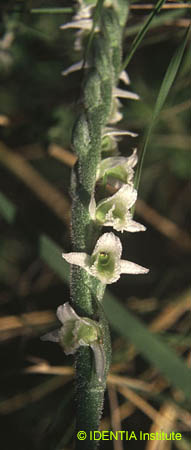 Spiranthes spiralis(4)