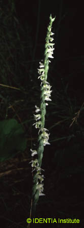 Spiranthes spiralis