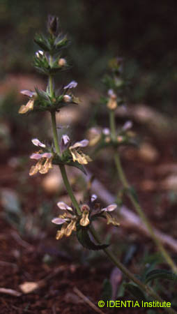 Stachys heraclea