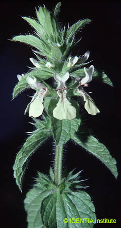 Stachys ocymastrum(2)