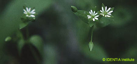 Stellaria media
