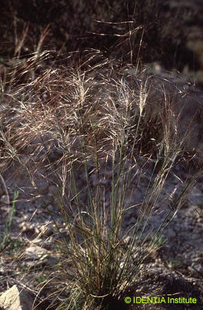 Stipa offneri